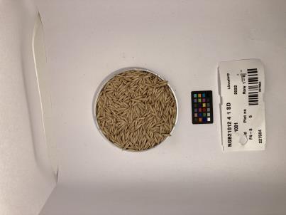 Click for 1 image(s) for this accession. SEED